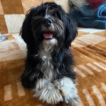 Deckrüde mit Erfahrung