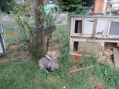Kaninchenhaus zu verschenken