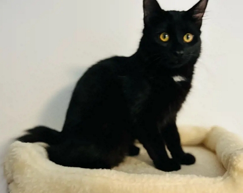 wunderschöne Bombay