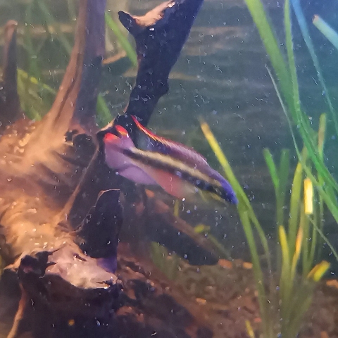 Purpurprachtbuntbarsch