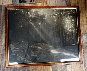 Wandbild, stimmungsvolle s w Fotografie eines Waldstücks