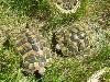 2 weibliche Griechische Landschildkröten
