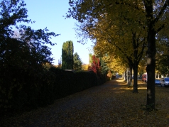 Mitten in Laim