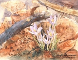 Aquarell-Ausstellung