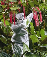 Bonifacio oder Das Geheimnis der Faultiere