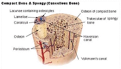 Osteoporose-Messaktion in der Hahnen-Apotheke