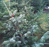 Bayerische Christbäume im Laimers