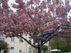 Früher Frühling auch in Laim - mit Risiko!