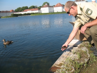 Reisebegleitung für eine Entenfamilie
