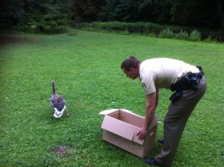 Gans in Schutzgewahrsam genommen