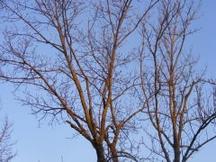 Pflegemaßnahmen im Westpark