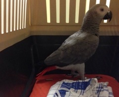 Polizeibeamte fangen Papagei in Wohnung ein