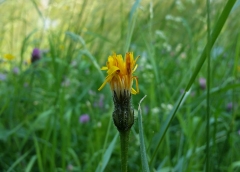 Erzähltheater und Gartenfest am 13. Juni in der Blumenau