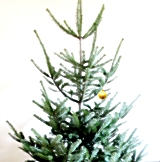 Wohin mit dem Christbaum? AWM bietet Entsorgungsmöglichkeiten