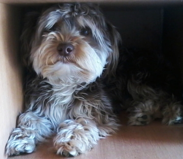 Betrügerische Verkaufsanzeigen mit Hundewelpen