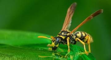 Achtung: Wespen- und Hornissenköniginnen auf Wohnungssuche