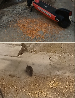 Beharrliches Taubenfüttern in der Laimer Unterführung hat wieder Ratten angelockt!