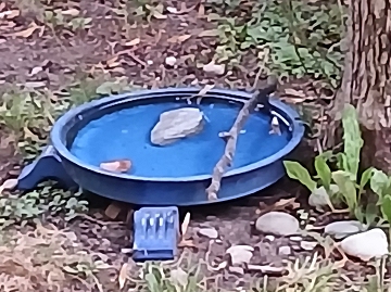 Hier können Vögel und Bienen trinken!